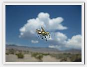 IMG_2578.JPG(25,8 KB)