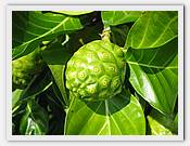 IMG_1953.JPG(54,0 KB)