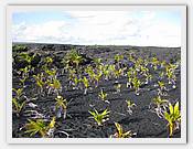 IMG_2039.JPG(78,5 KB)